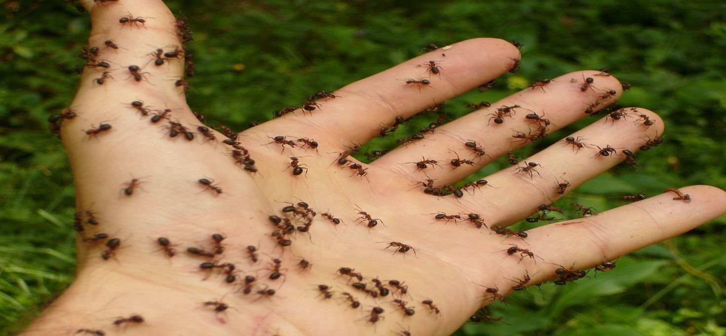 Избавляемся от муравьёв