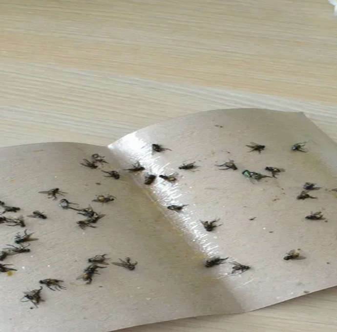 Как сделать липкую бумагу для мух?